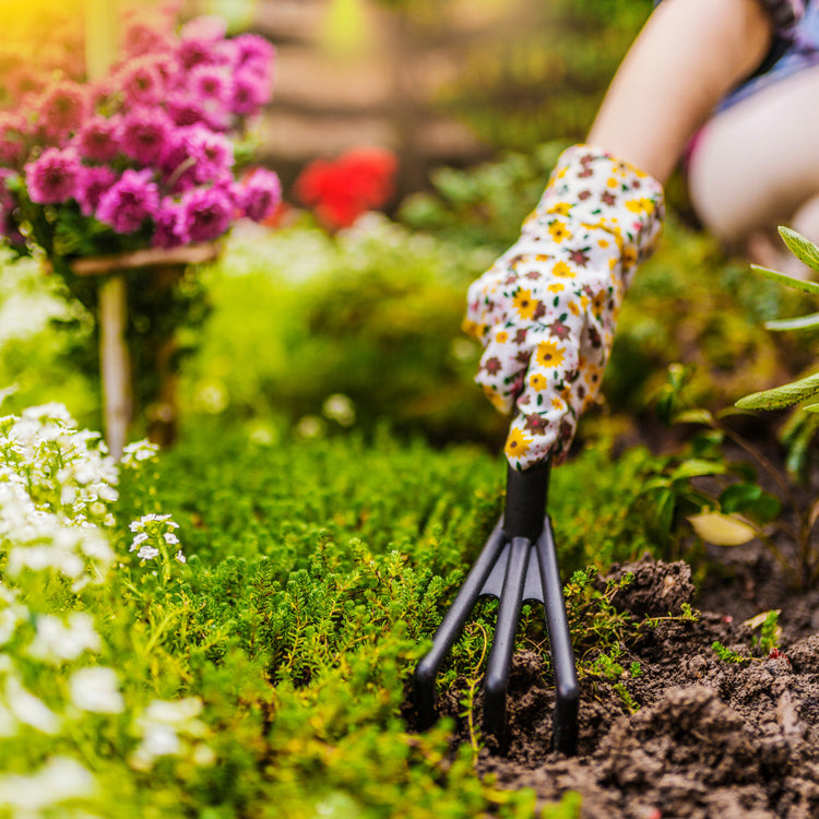 Summer Must-Have Seeds – Papalo, Zinnia Lilliput, Basil Genovese & Cantaloupe – Heat-Loving Garden Favorites