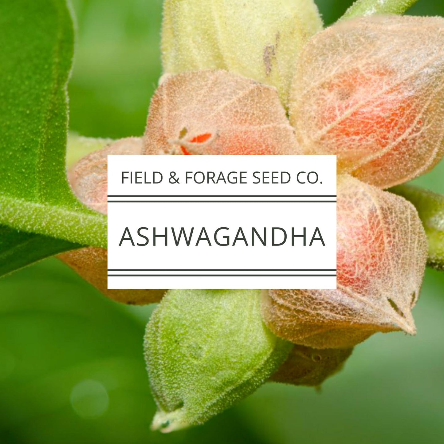 Ashwagandha Seeds | Withania somnifera | Heirloom | Non-GMO Herbal Gardens | 30 Seeds