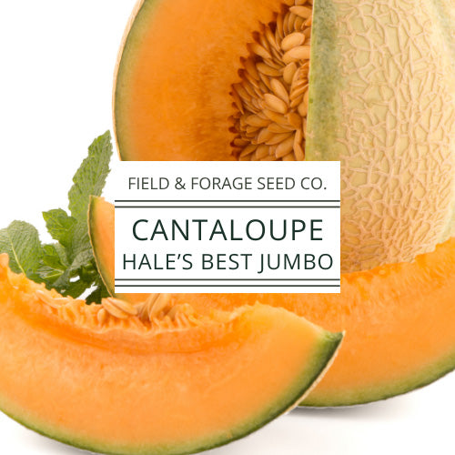 Cantaloupe Hale’s Best Jumbo Seeds | Heirloom Melon Seeds | Non-GMO | 50 Seeds