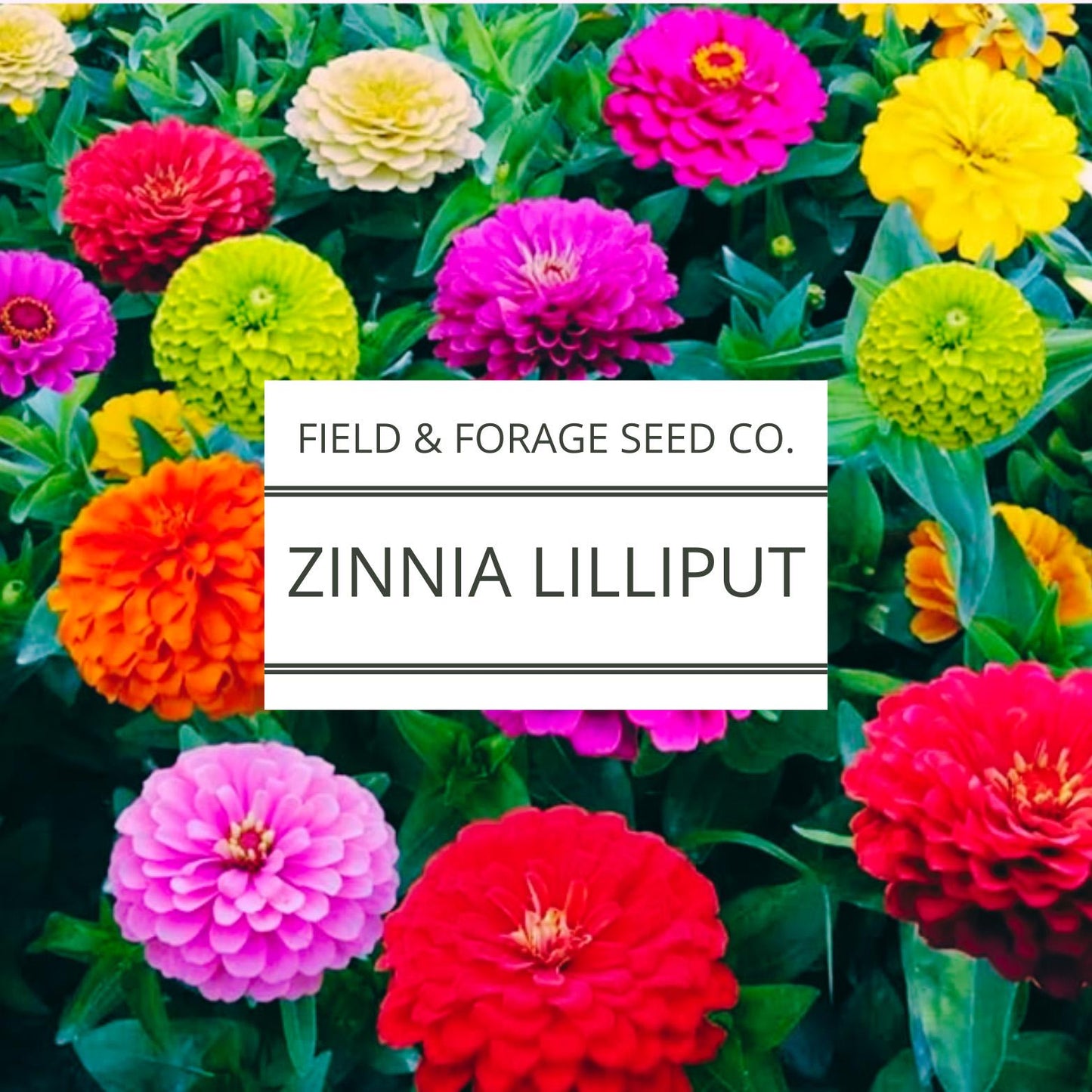 Zinnia Lilliput Flower Seeds | Pompon Mix Heirloom |Cut Flower |Easy to Grow |Bright Blooms for Borders | Pollinators | 200 Seeds