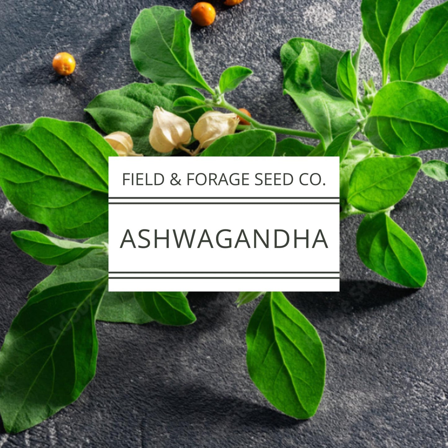 Ashwagandha Seeds | Withania somnifera | Heirloom | Non-GMO Herbal Gardens | 30 Seeds
