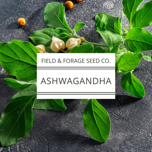 Ashwagandha Seeds | Withania somnifera | Heirloom | Non-GMO Herbal Gardens | 30 Seeds