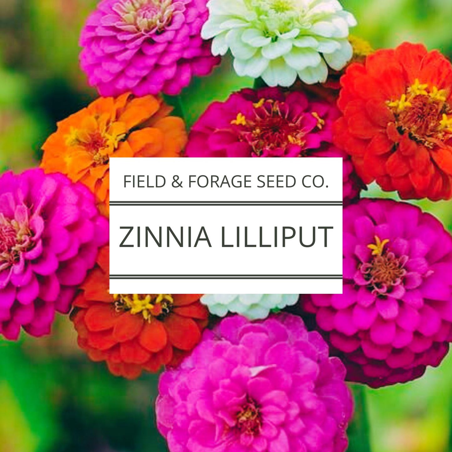 Zinnia Lilliput Flower Seeds | Pompon Mix Heirloom |Cut Flower |Easy to Grow |Bright Blooms for Borders | Pollinators | 200 Seeds