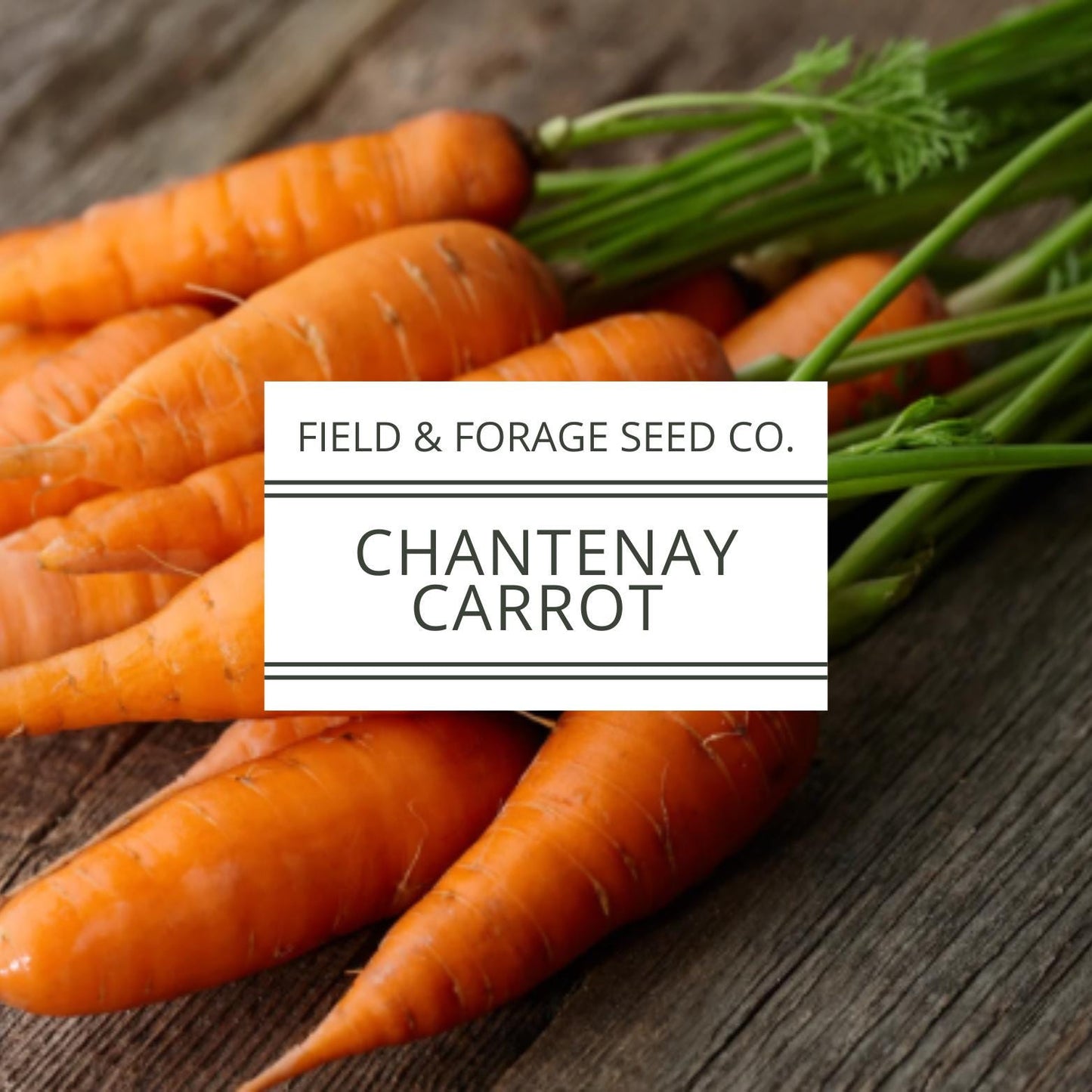 Chantenay Red Cored Carrot Seeds | Heirloom | Non-GMO | 1000 Seeds
