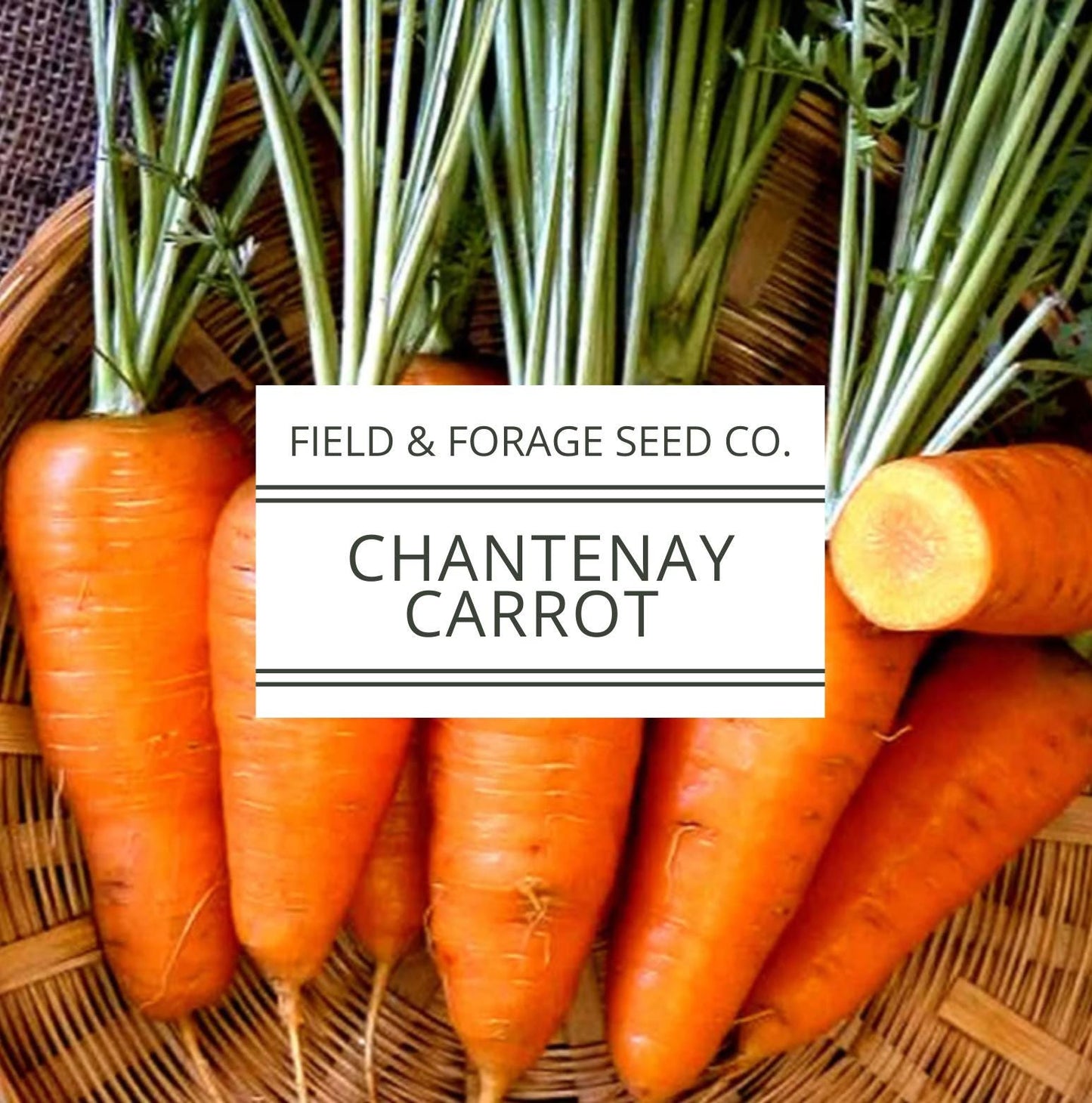 Chantenay Red Cored Carrot Seeds | Heirloom | Non-GMO | 1000 Seeds