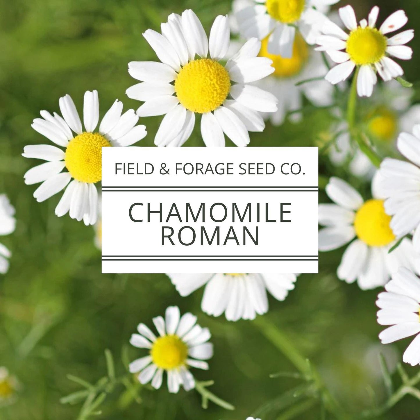 Roman Chamomile Seeds | Non-GMO Heirloom | Medicinal Herb | 100 Seeds
