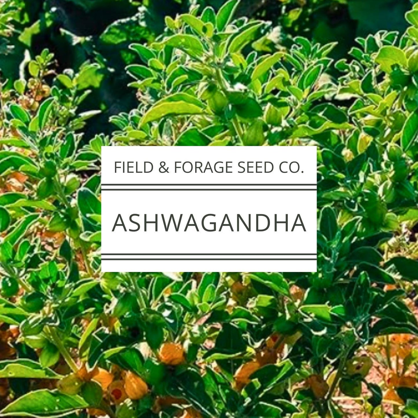 Ashwagandha Seeds | Withania somnifera | Heirloom | Non-GMO Herbal Gardens | 30 Seeds