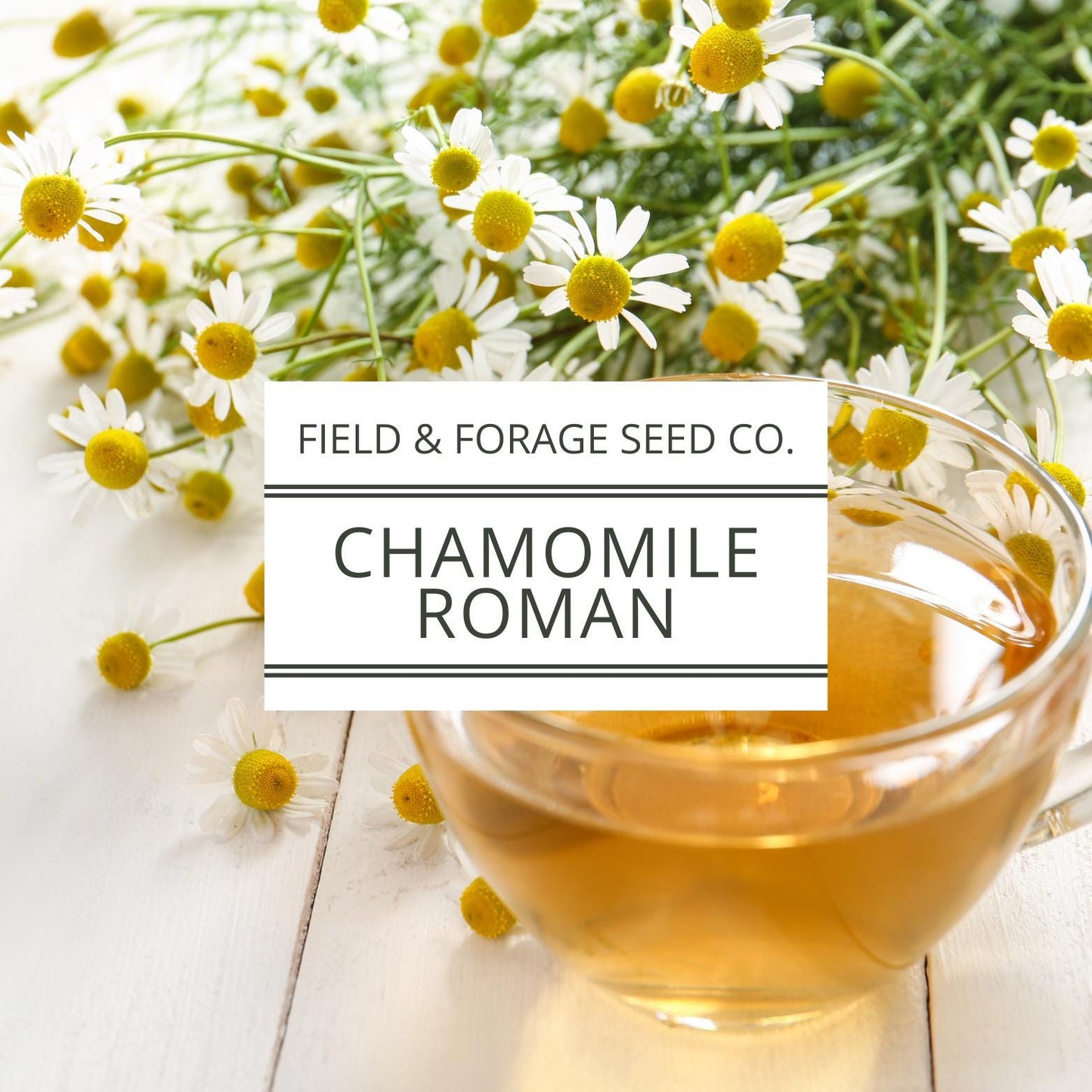 Roman Chamomile Seeds | Non-GMO Heirloom | Medicinal Herb | 100 Seeds