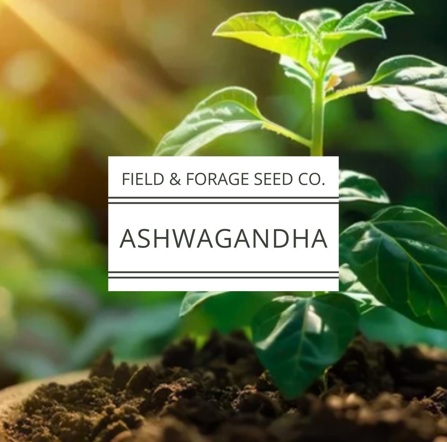 Ashwagandha Seeds | Withania somnifera | Heirloom | Non-GMO Herbal Gardens | 30 Seeds