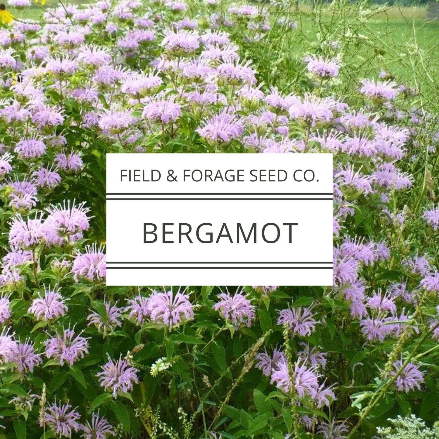 Wild Bergamot Seeds | Monarda fistulosa | Heirloom Perennial Herb | Non-GMO | 100 Seeds