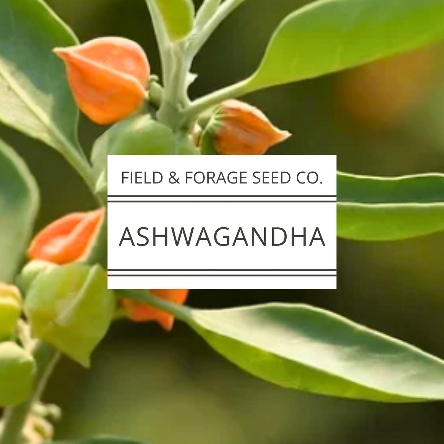 Ashwagandha Seeds | Withania somnifera | Heirloom | Non-GMO Herbal Gardens | 30 Seeds