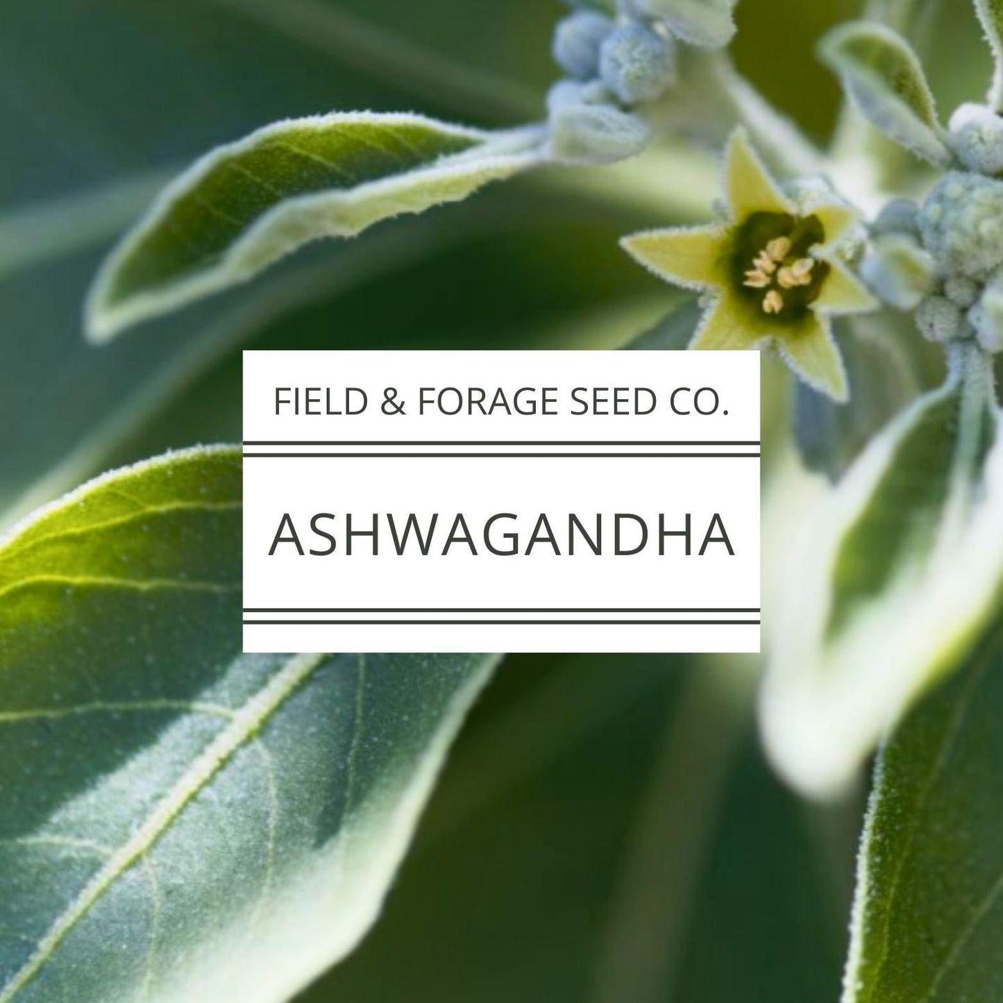 Ashwagandha Seeds | Withania somnifera | Heirloom | Non-GMO Herbal Gardens | 30 Seeds