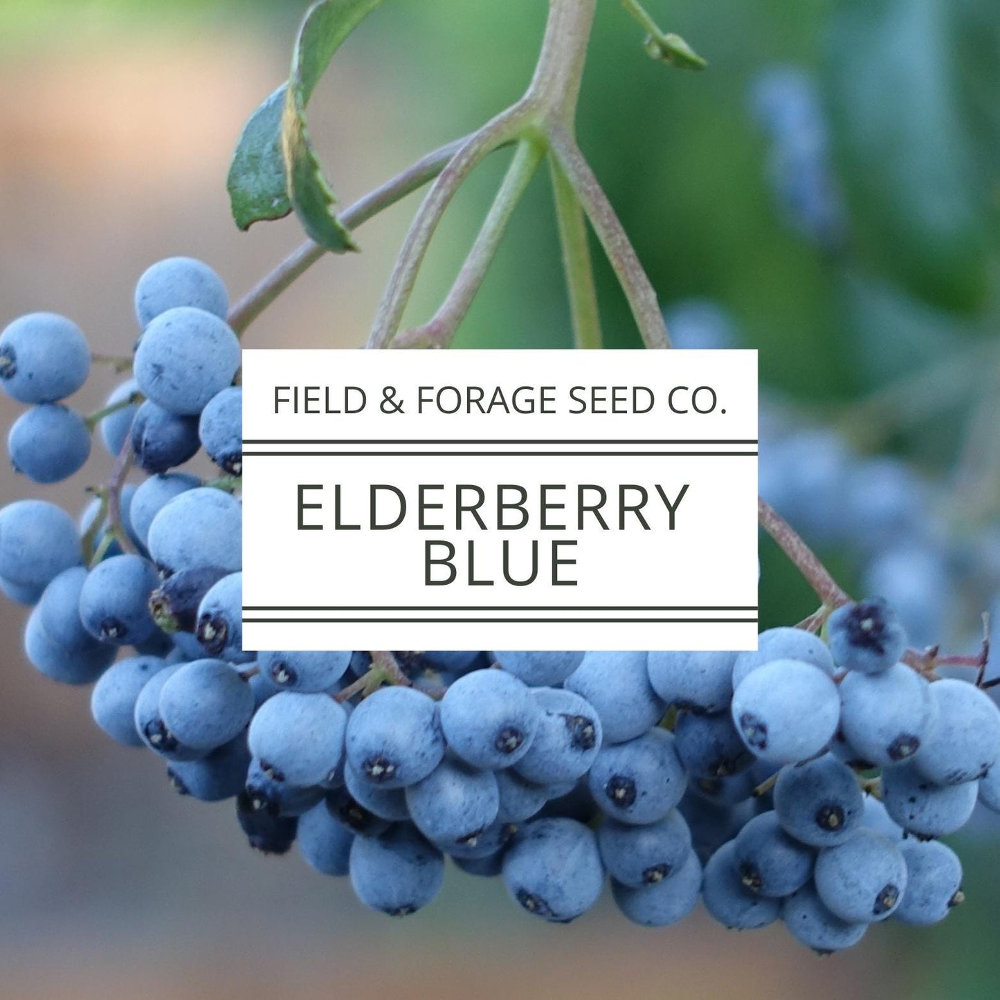 Blue Elderberry Seeds | Sambucus cerulea | Heirloom | Non-GMO | Medicinal Shrub | Pollinator Plant | Edible Berries | Native Perennial | 50 Seeds