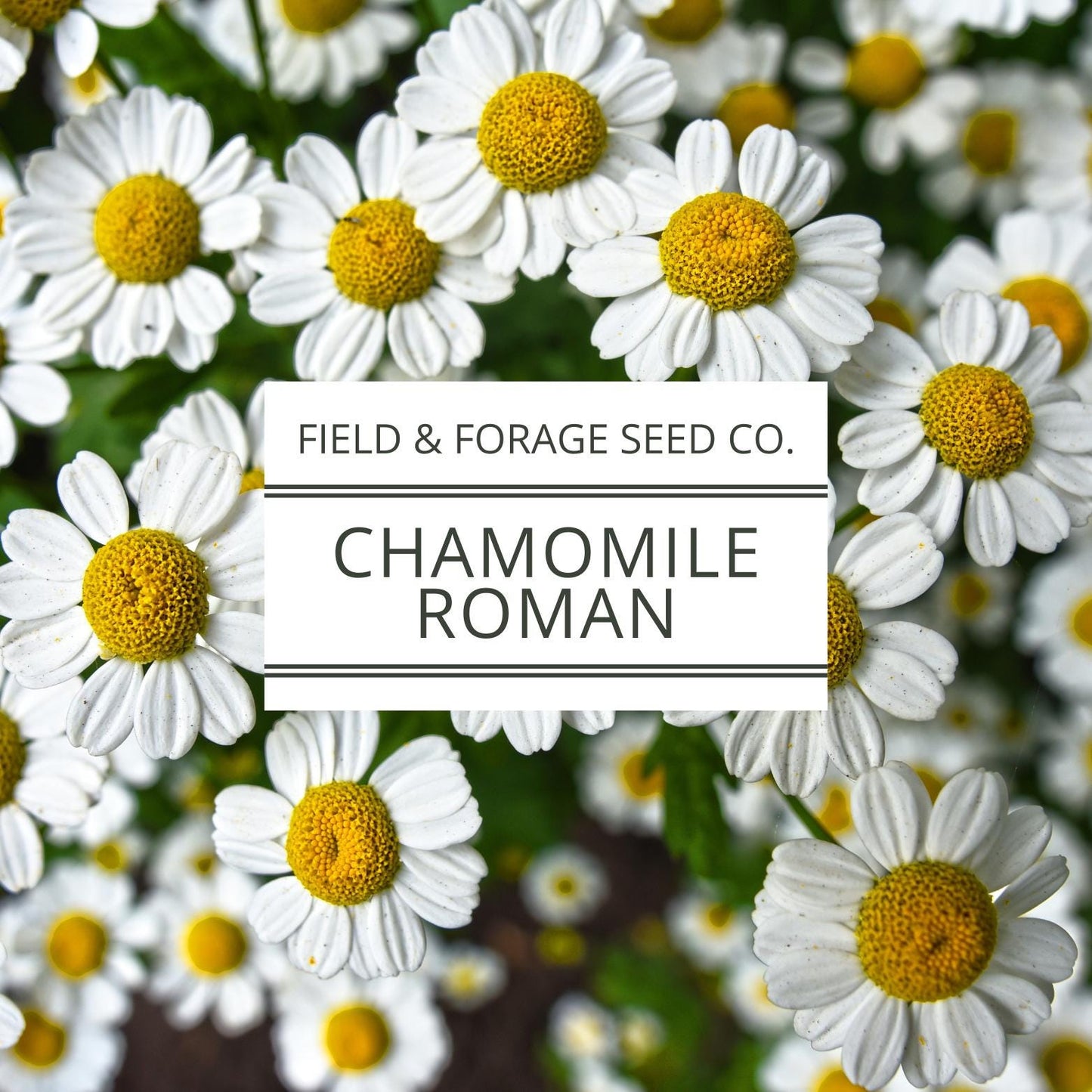 Roman Chamomile Seeds | Non-GMO Heirloom | Medicinal Herb | 100 Seeds