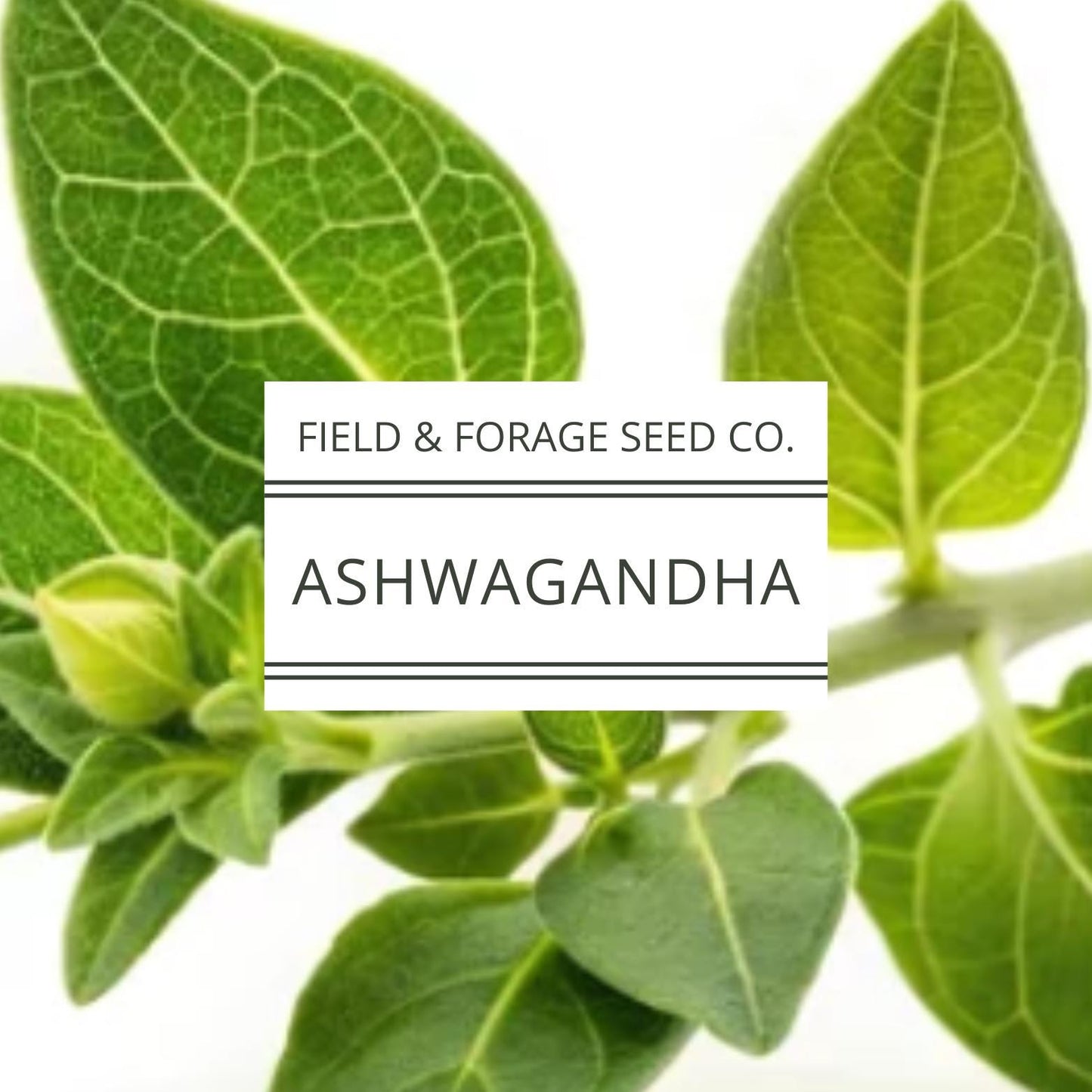 Ashwagandha Seeds | Withania somnifera | Heirloom | Non-GMO Herbal Gardens | 30 Seeds