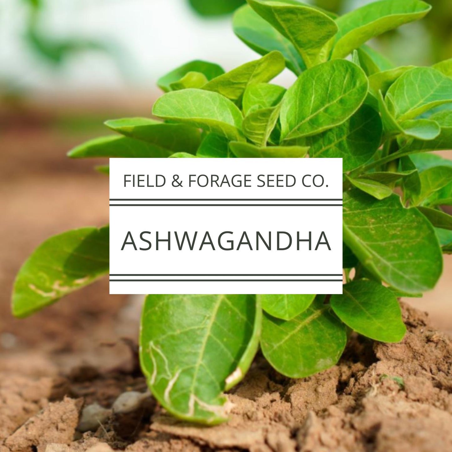 Ashwagandha Seeds | Withania somnifera | Heirloom | Non-GMO Herbal Gardens | 30 Seeds