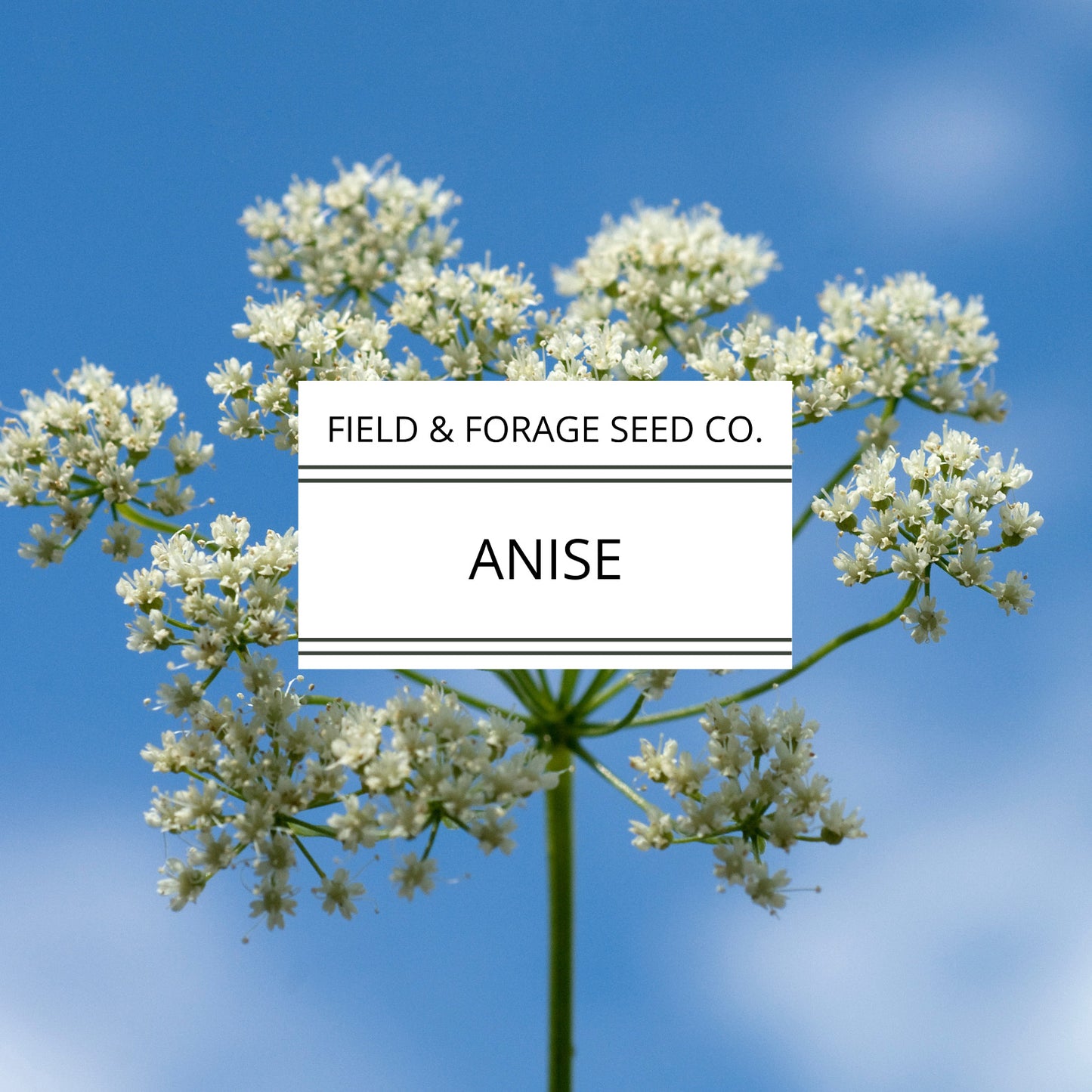 Anise (Pimpinella anisum) – Sweet Licorice-Scented Heirloom Herb | Culinary & Medicinal | Non-GMO – 200 Seeds