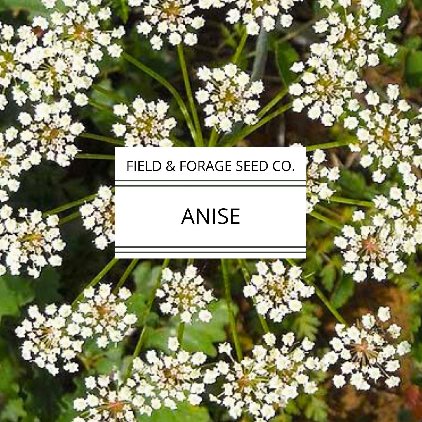 Anise (Pimpinella anisum) – Sweet Licorice-Scented Heirloom Herb | Culinary & Medicinal | Non-GMO – 200 Seeds