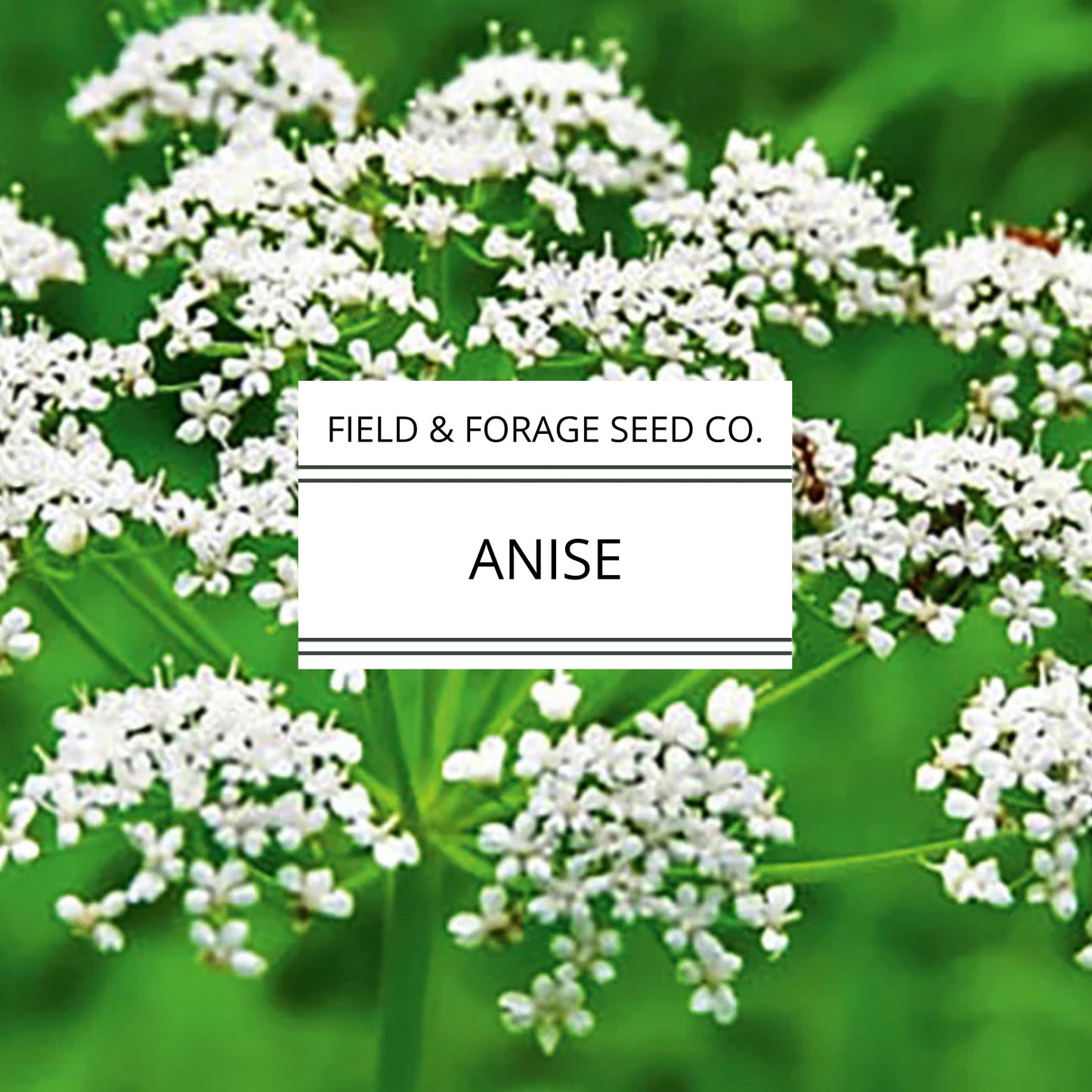 Anise (Pimpinella anisum) – Sweet Licorice-Scented Heirloom Herb | Culinary & Medicinal | Non-GMO – 200 Seeds