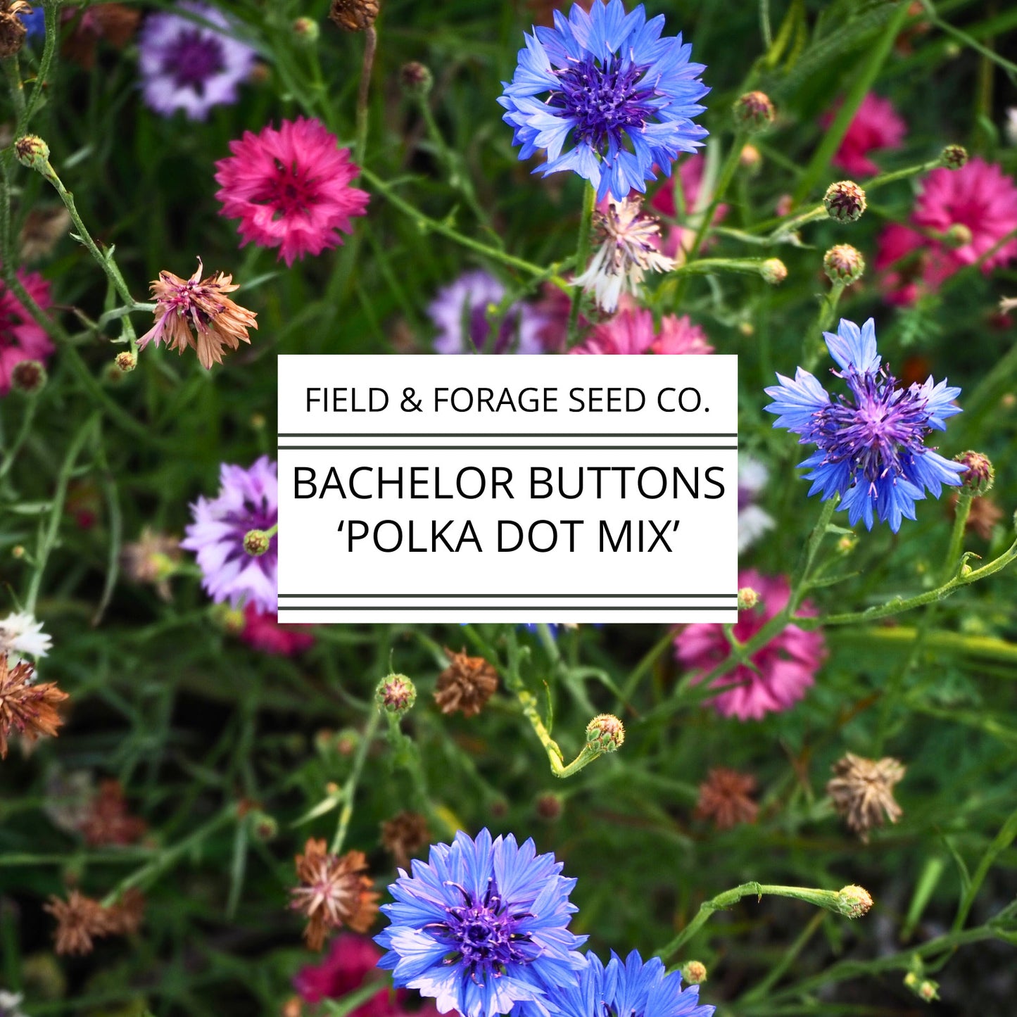 Bachelor Buttons 'Polka Dot Mix' | Centaurea cyanus | Heirloom | Non-GMO | 100 Seeds