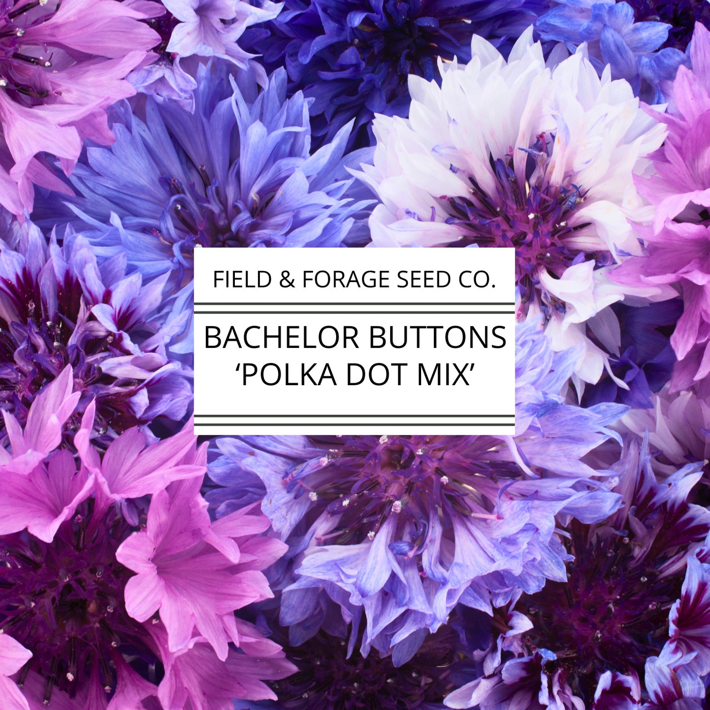 Bachelor Buttons 'Polka Dot Mix' | Centaurea cyanus | Heirloom | Non-GMO | 100 Seeds