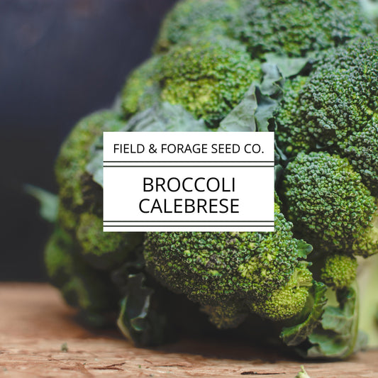 Cabbage ‘Copenhagen Market’ | Brassica oleracea var. capitata |  Non-GMO | 300 Seeds