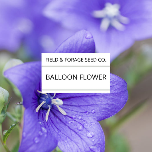 Balloon Flower | Platycodon grandiflorus | Heirloom | Non-GMO | 50 Seeds