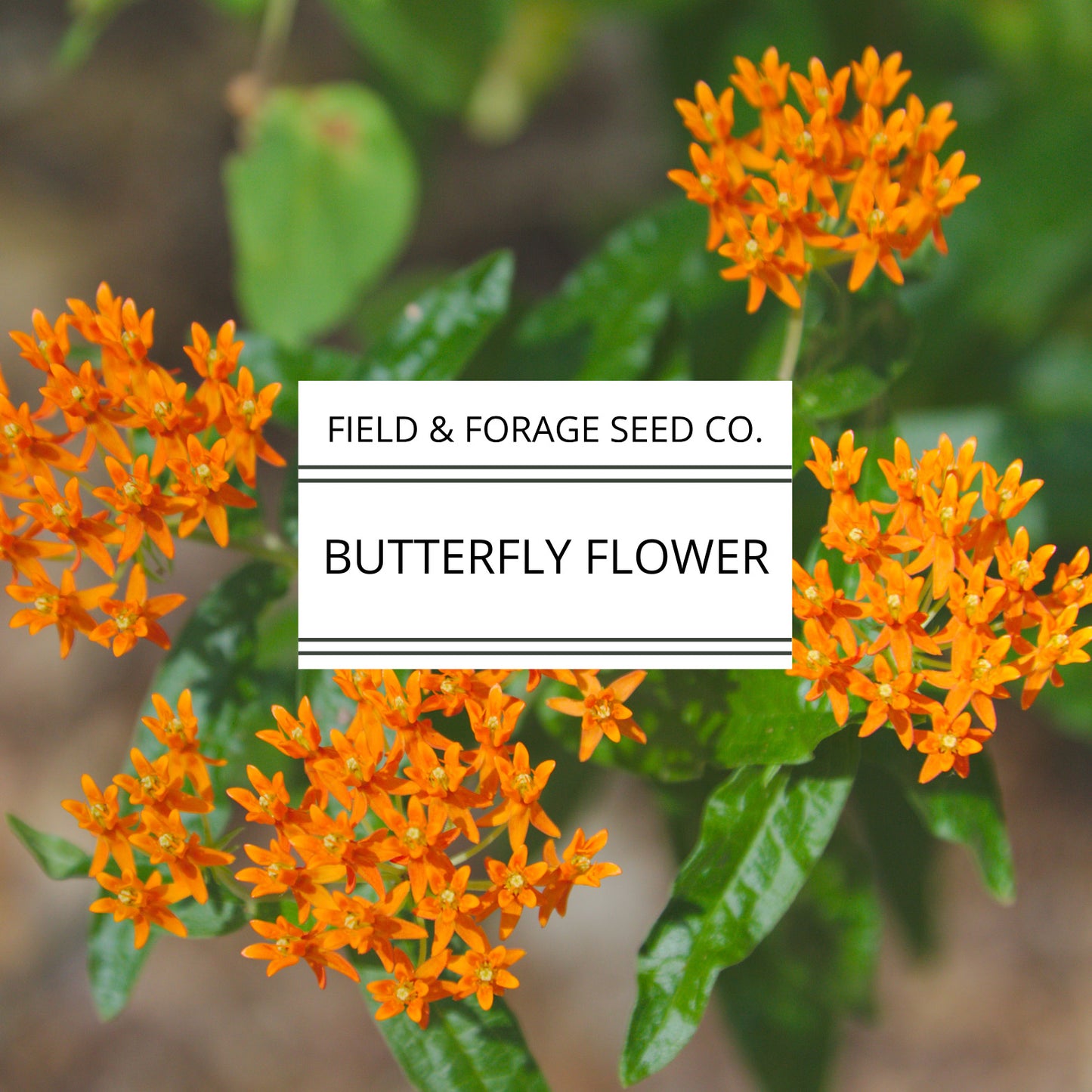 Butterfly Flower | Schizanthus pinnatus | Heirloom | Non-GMO | 100 Seeds