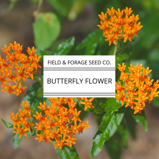 Butterfly Flower | Schizanthus pinnatus | Heirloom | Non-GMO | 100 Seeds