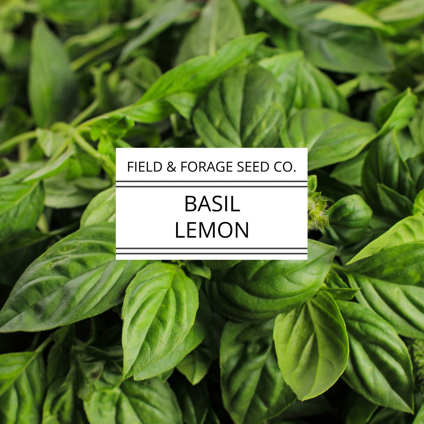 Basil 'Lemon' | Ocimum basilicum var. citriodorum | Heirloom | Non-GMO | 100 Seeds