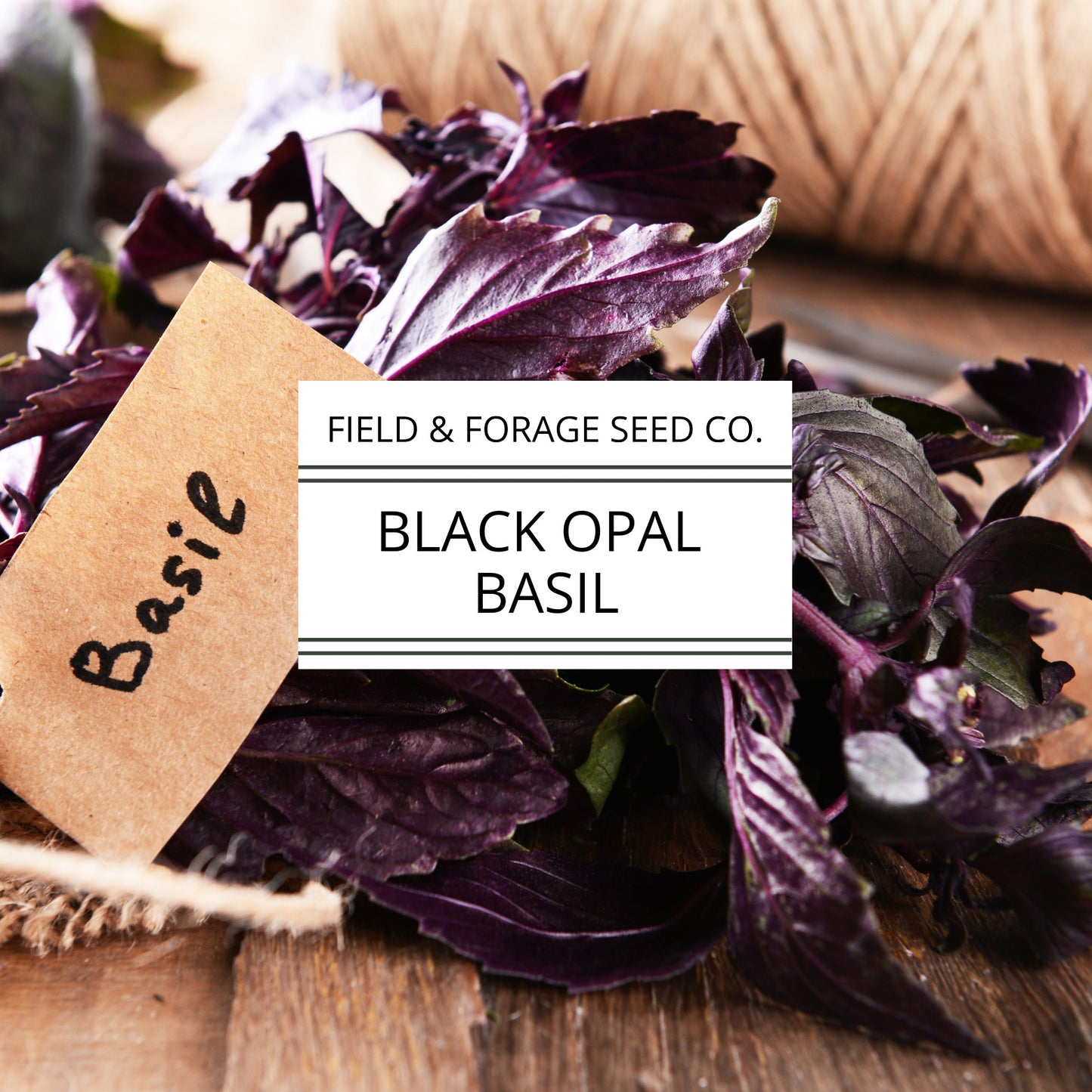Basil 'Dark Opal' | Ocimum basilicum ‘Dark Opal’ | Culinary & Ornamental | Non-GMO | 100 Seeds
