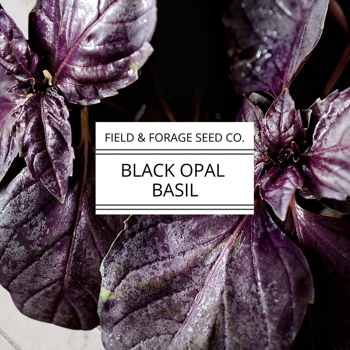 Basil 'Dark Opal' | Ocimum basilicum ‘Dark Opal’ | Culinary & Ornamental | Non-GMO | 100 Seeds