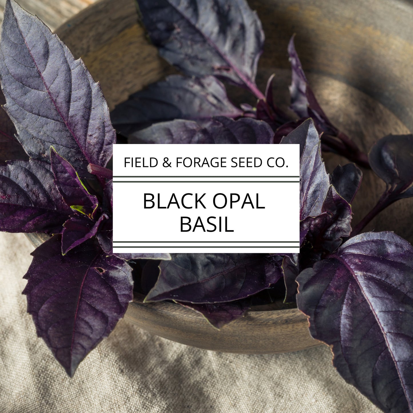 Basil 'Dark Opal' | Ocimum basilicum ‘Dark Opal’ | Culinary & Ornamental | Non-GMO | 100 Seeds
