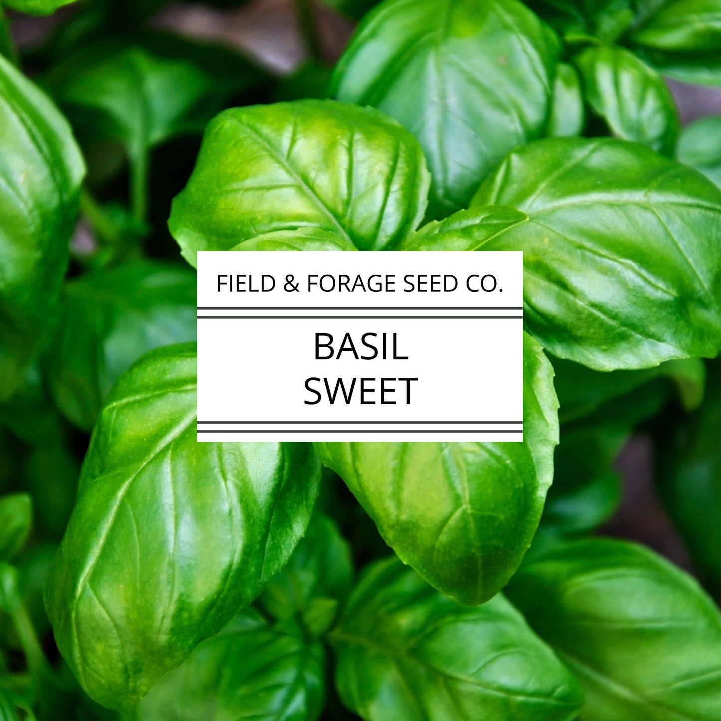 Basil 'Sweet' | Ocimum basilicum | Heirloom | Non-GMO | 100 Seeds