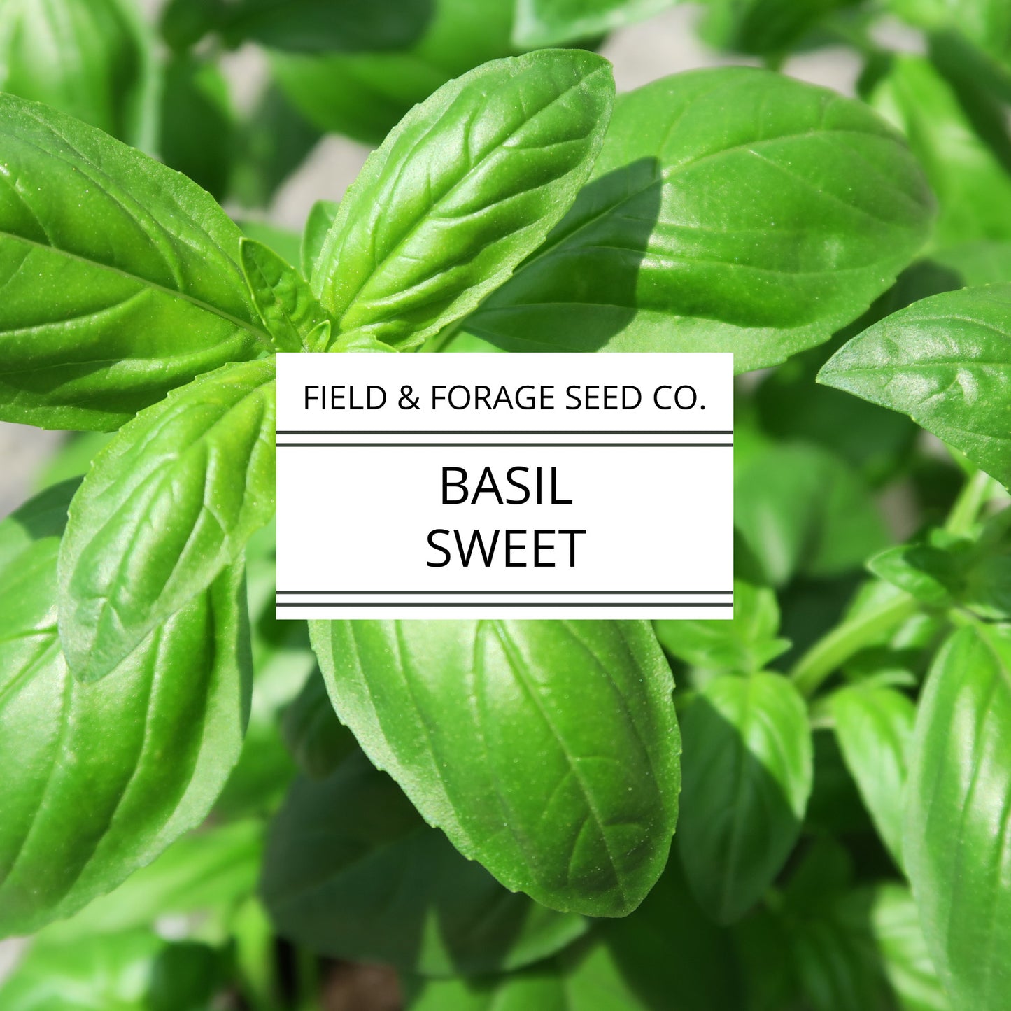 Basil 'Sweet' | Ocimum basilicum | Heirloom | Non-GMO | 100 Seeds