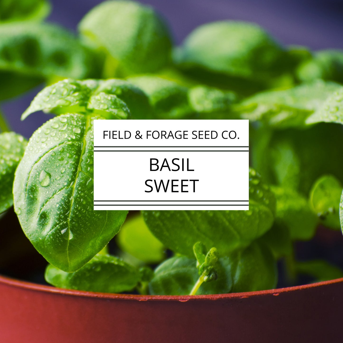 Basil 'Sweet' | Ocimum basilicum | Heirloom | Non-GMO | 100 Seeds