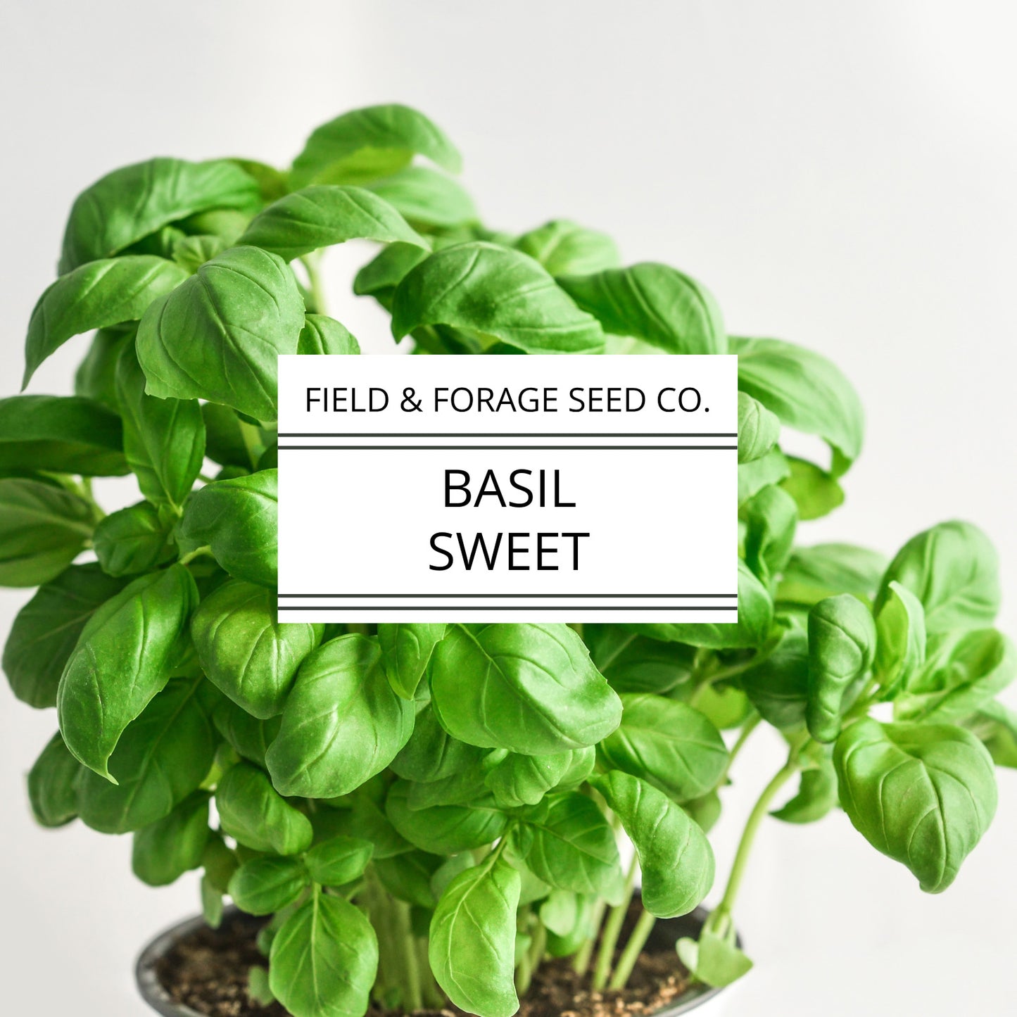Basil 'Sweet' | Ocimum basilicum | Heirloom | Non-GMO | 100 Seeds