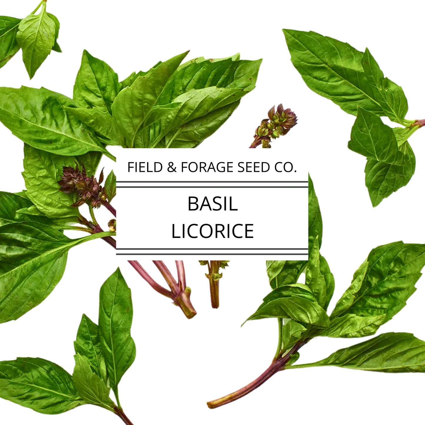 Licorice Basil Seeds | Heirloom Thai Basil | Non-GMO | Culinary & Medicinal Herb | Ocimum basilicum | 100 Seeds