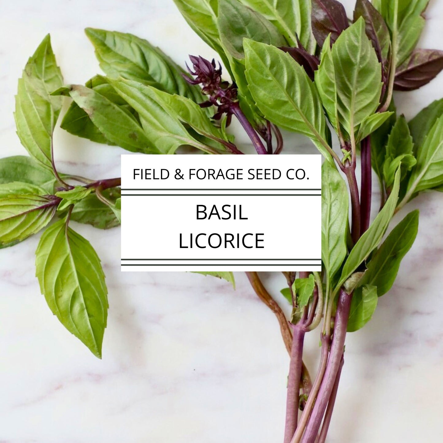 Licorice Basil Seeds | Heirloom Thai Basil | Non-GMO | Culinary & Medicinal Herb | Ocimum basilicum | 100 Seeds