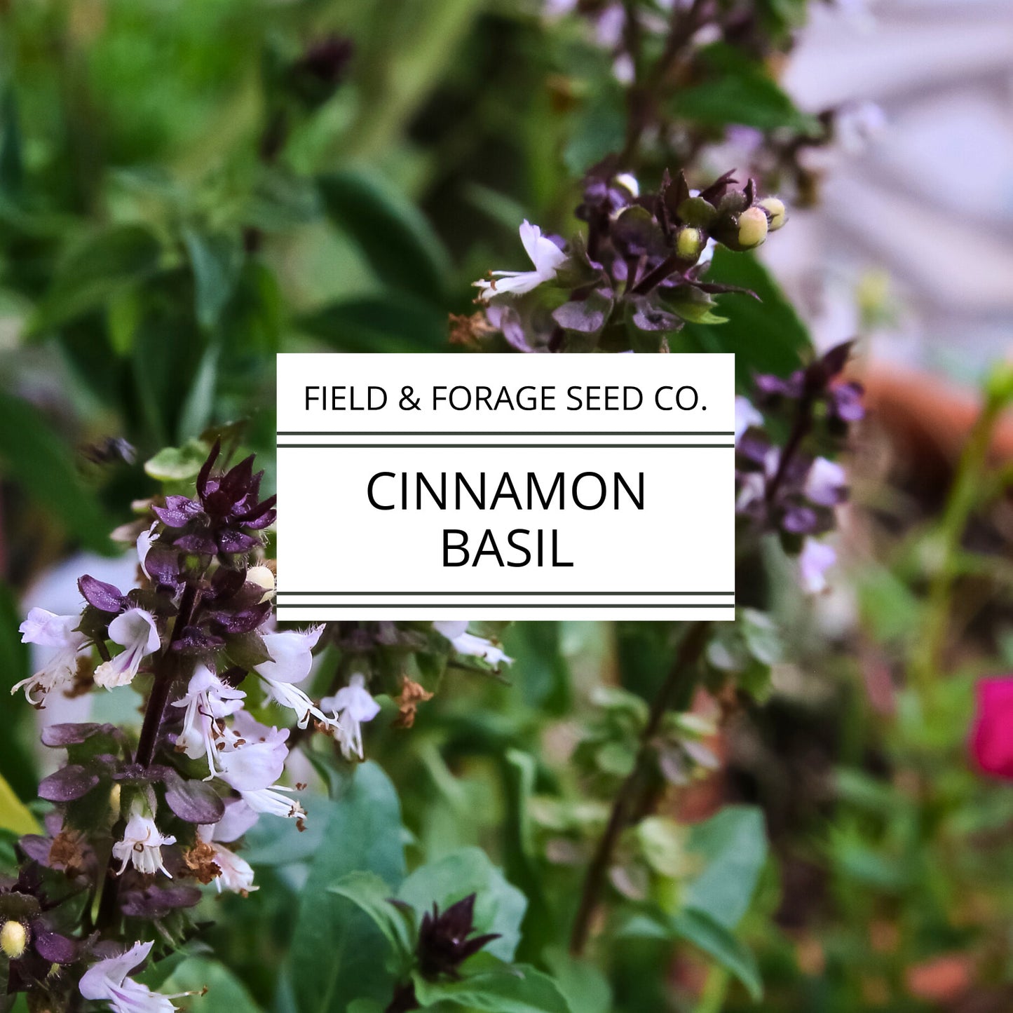 Basil 'Cinnamon' | Ocimum basilicum 'Cinnamon'| Aromatic Heirloom | Non-GMO | 100 Seeds