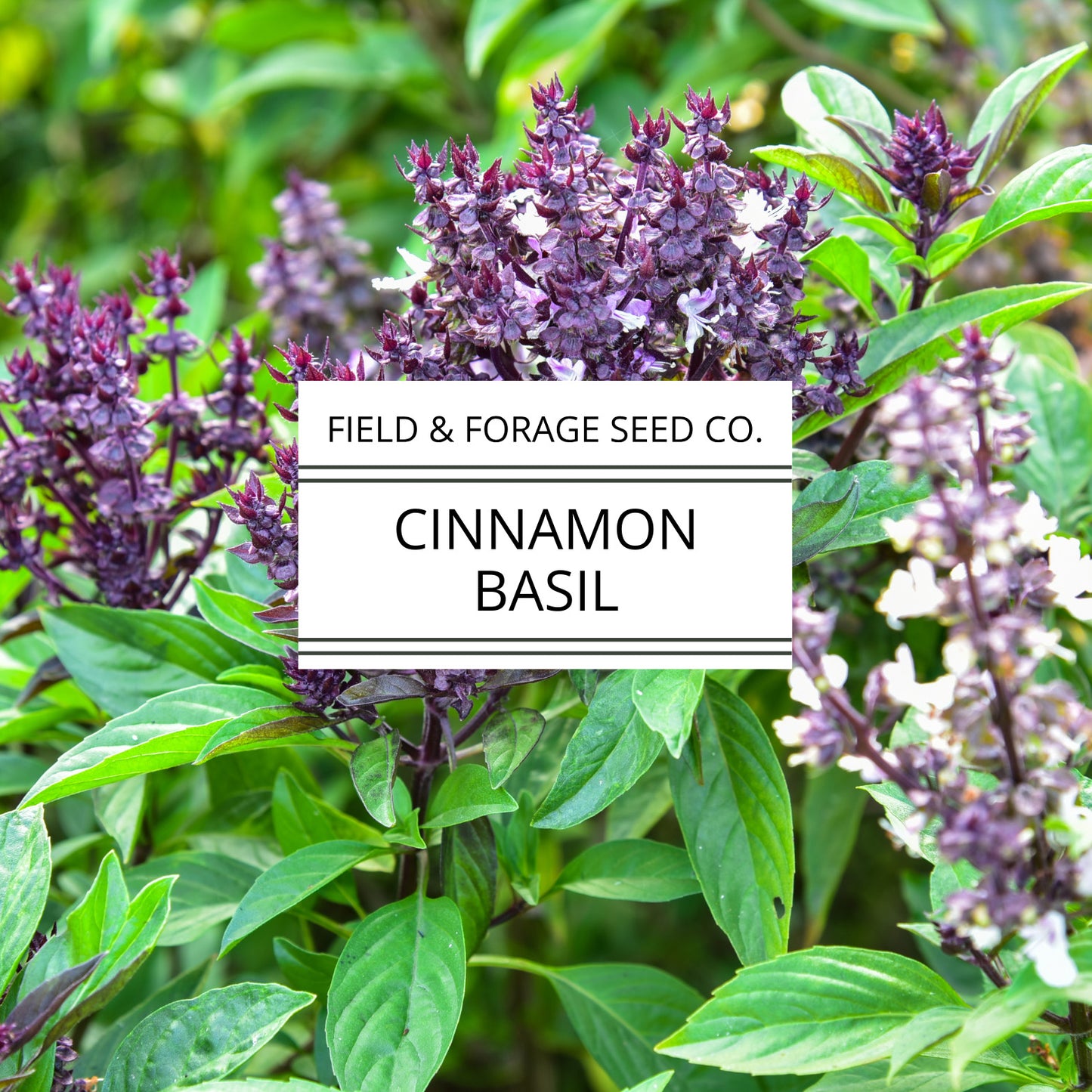 Basil 'Cinnamon' | Ocimum basilicum 'Cinnamon'| Aromatic Heirloom | Non-GMO | 100 Seeds