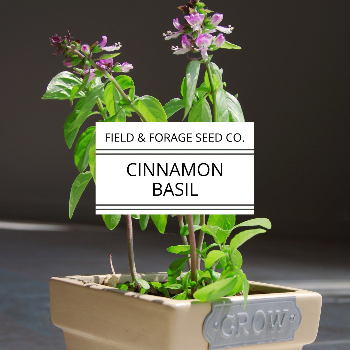 Basil 'Cinnamon' | Ocimum basilicum 'Cinnamon'| Aromatic Heirloom | Non-GMO | 100 Seeds