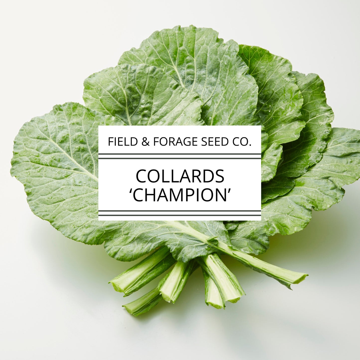 Collard 'Champion' | Brassica oleracea | Heirloom | Non-GMO | 100 Seeds