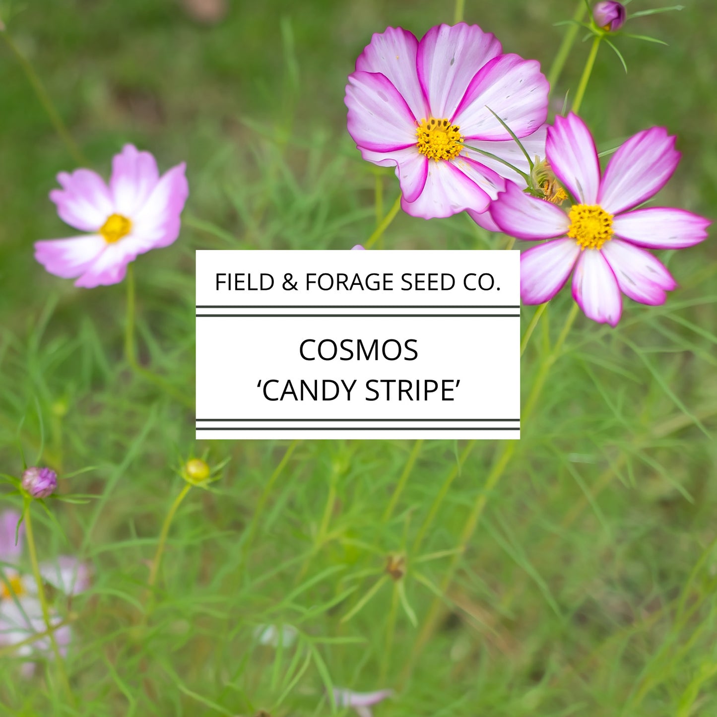 Cosmos Candy Stripe Seeds | Heirloom | Non-GMO | 100 Seeds