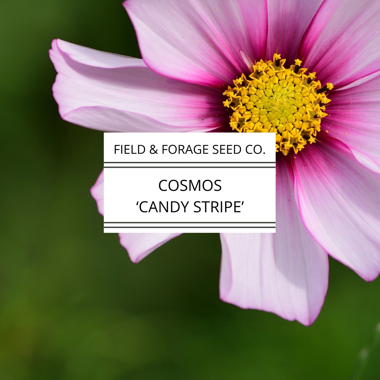 Cosmos Candy Stripe Seeds | Heirloom | Non-GMO | 100 Seeds