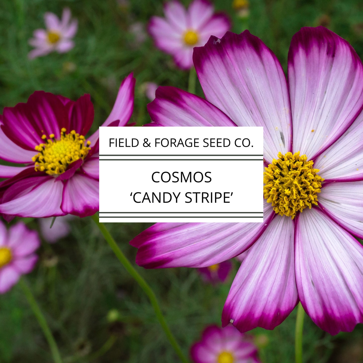Cosmos Candy Stripe Seeds | Heirloom | Non-GMO | 100 Seeds