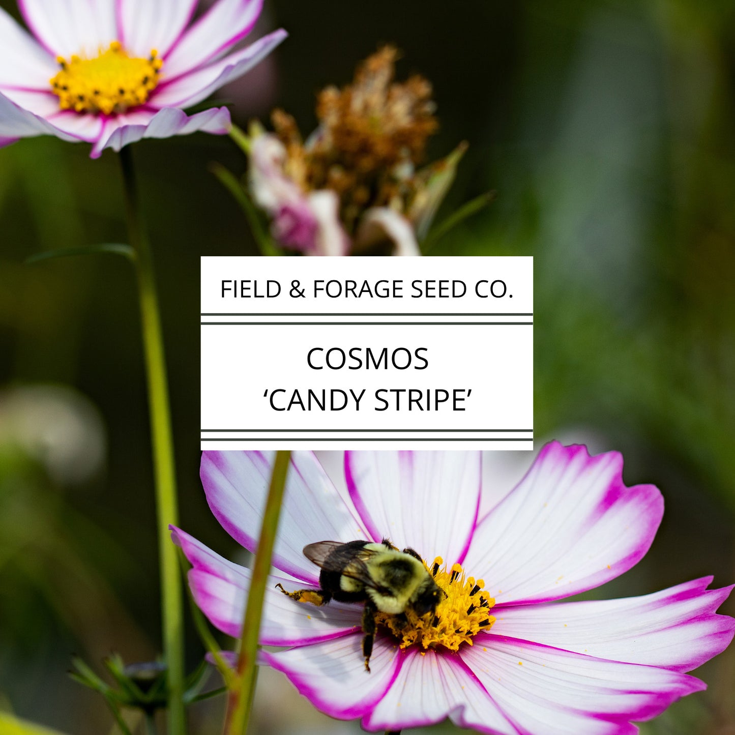 Cosmos Candy Stripe Seeds | Heirloom | Non-GMO | 100 Seeds