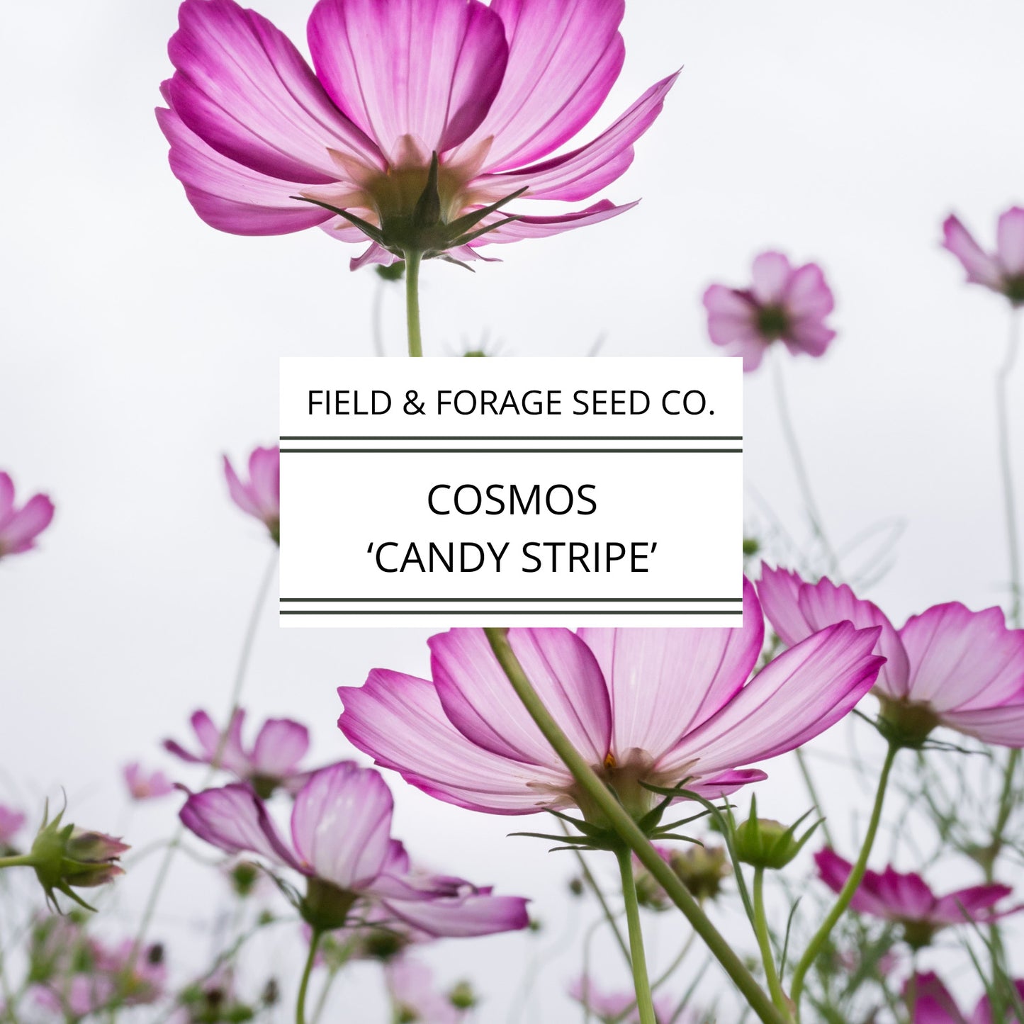Cosmos Candy Stripe Seeds | Heirloom | Non-GMO | 100 Seeds