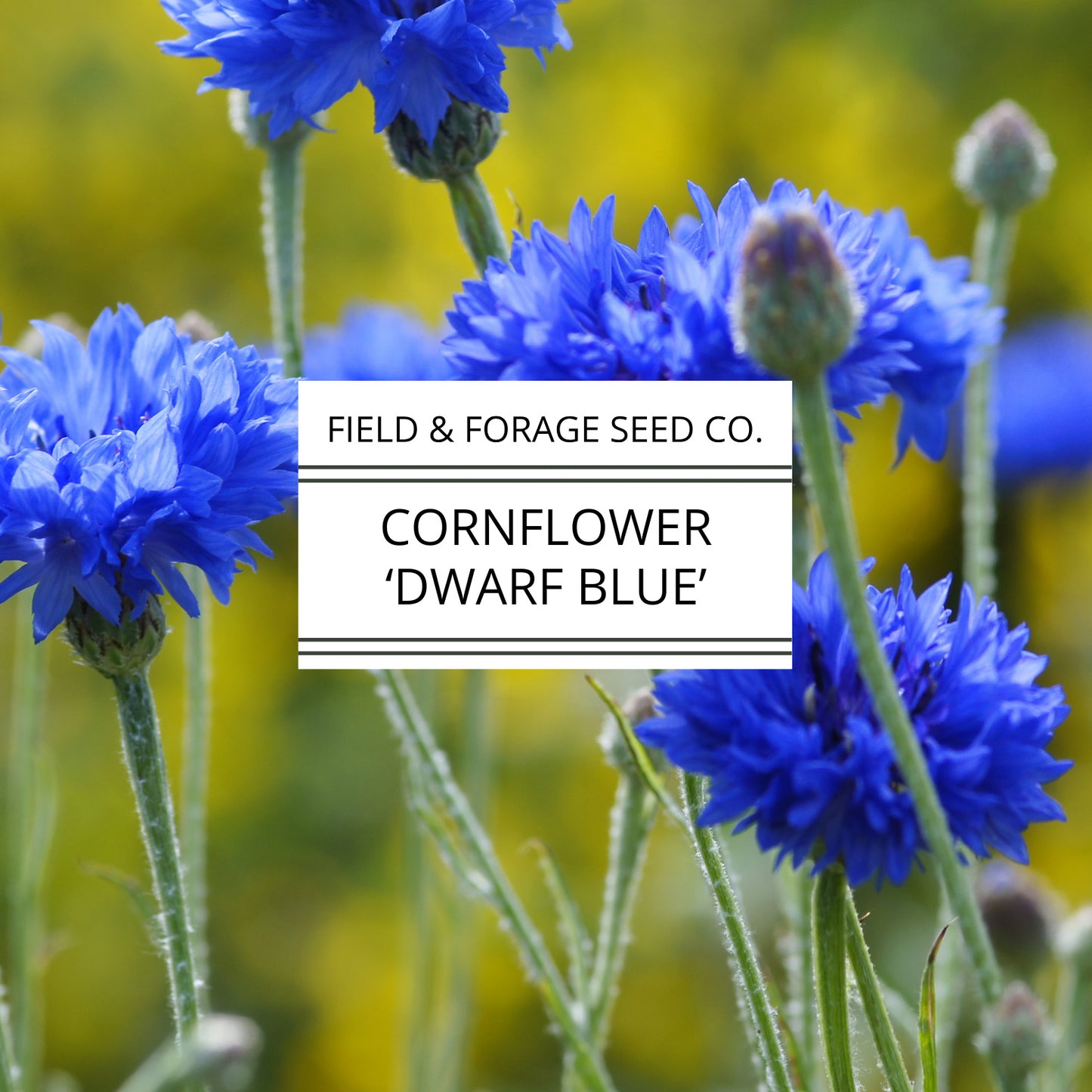 Cornflower 'Dwarf Blue' | Centaurea cyanus | Heirloom | Non-GMO | 100 Seeds