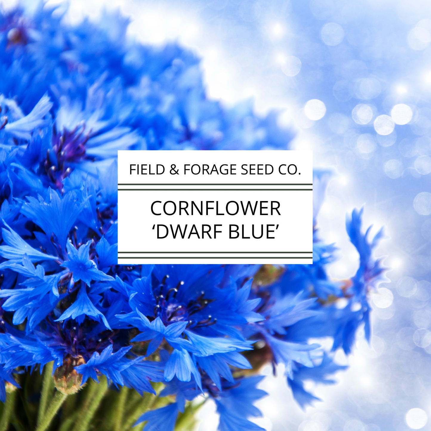 Cornflower 'Dwarf Blue' | Centaurea cyanus | Heirloom | Non-GMO | 100 Seeds
